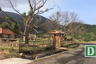 Điểm “sống ảo” với hai cây sung 100 tuổi cực chất ở Phú Yên