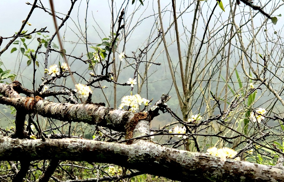 Đổ xô lên săn đào đá giá hàng chục triệu ở vùng biên Nghệ An - 19 Đổ xô lên săn đào đá giá hàng chục triệu ở vùng biên Nghệ An - 19