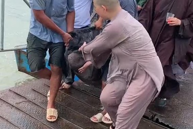 Clip phóng sinh cá hải tượng long, cân nặng "khủng" gây xôn xao dư luận.