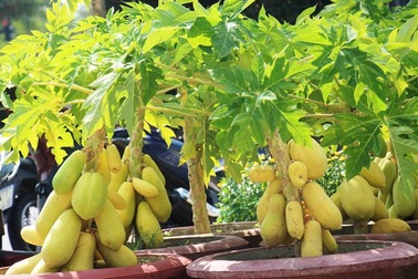 Đu đủ “tí hon” quả chi chít, vàng óng khoe dáng ở chợ hoa Tết đất võ