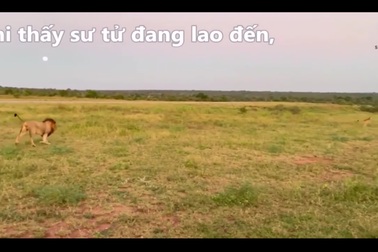Báo săn biến sư tử thành "gã hề" trong màn đua tốc độ
