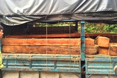 “Ngụy trang” 3 mét khối gỗ quý bằng rơm rạ và hạt dẻ