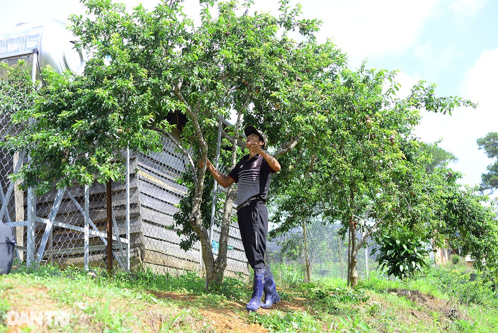 Từ gốc mận tặng, nông dân Lâm Đồng nhân giống sở hữu khu vườn trăm cây, thu nhập hơn 350 triệu đồng