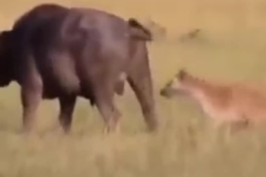 Sư tử dùng "chiêu độc" để hạ gục con mồi to lớn