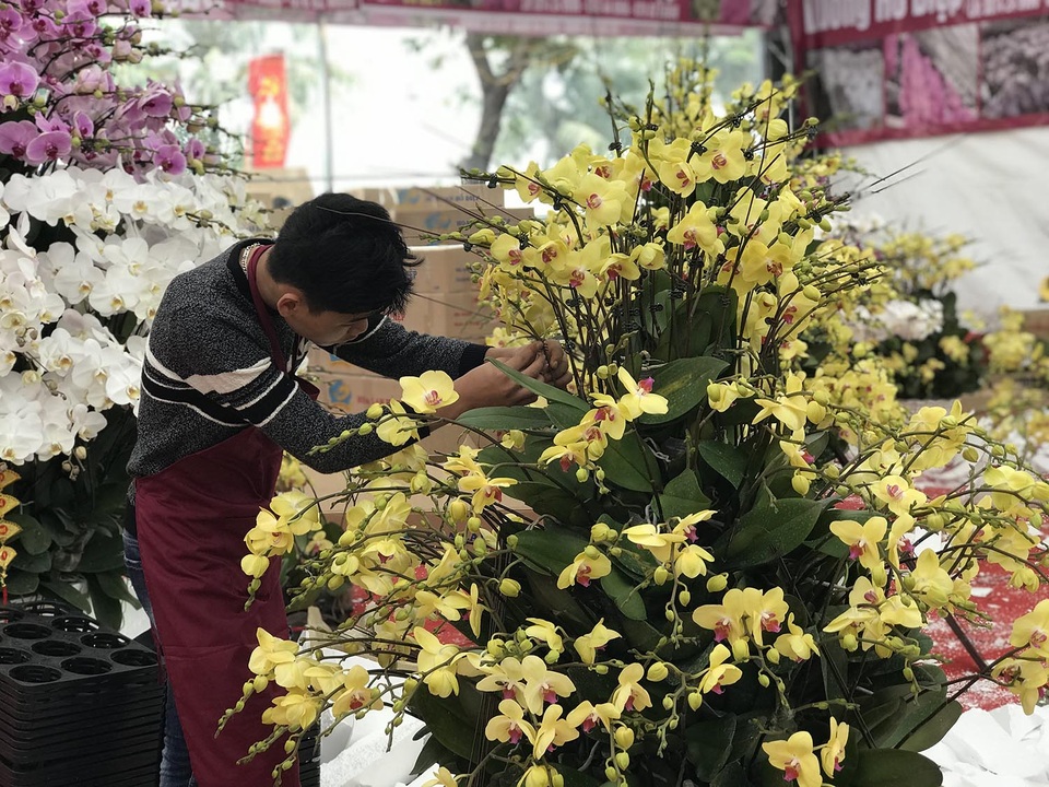 Bỏng tay với chậu lan Hồ điệp giá 165 triệu đồng cho đại gia chơi Tết - 4 Bỏng tay với chậu lan Hồ điệp giá 165 triệu đồng cho đại gia chơi Tết - 4