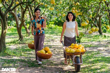 Du khách vượt nghìn cây số ra Hà Nội chụp ảnh vườn bưởi Diễn 30 năm tuổi