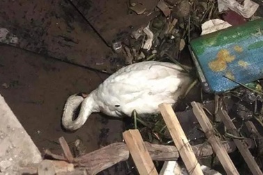 Thiên nga Hải Phòng ngất xỉu vì nắng nóng, được đưa lên Hà Nội cấp cứu