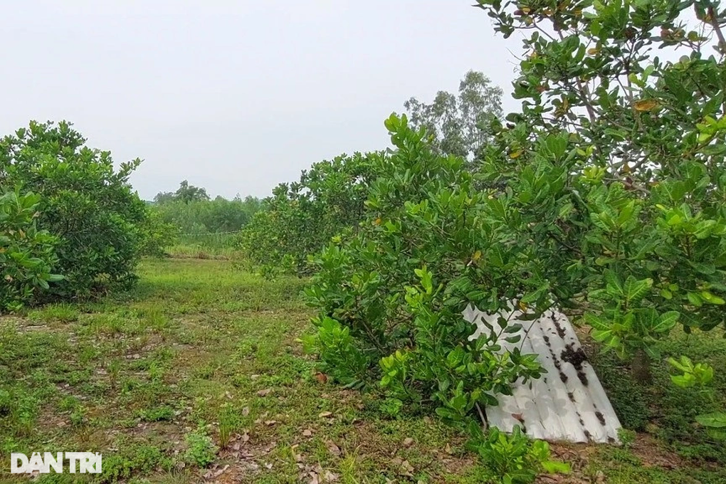 Bí kíp khiến vùng đất khỉ ho cò gáy sinh lãi trăm triệu  - 2