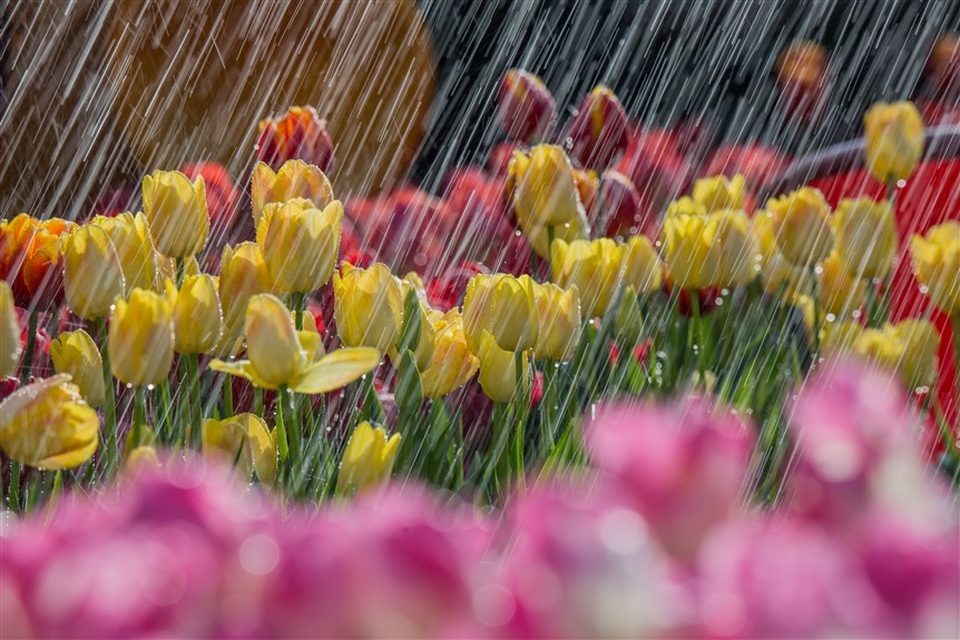 Valentine ngọt như mật tại thiên đường tulip Sun World Ba Na Hills - 2 Valentine ngọt như mật tại thiên đường tulip Sun World Ba Na Hills - 2