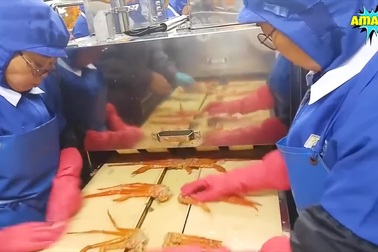 Cách hoạt động đầy thú vị của máy tách thịt cua công suất cao!