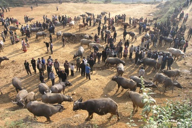 Đầu năm Tân Sửu đi chợ trâu lớn nhất vùng biên viễn Tây Bắc
