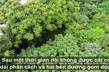 Nhìn từ trên cao "rừng tái sinh" suốt 24km dọc đại lộ Thăng Long