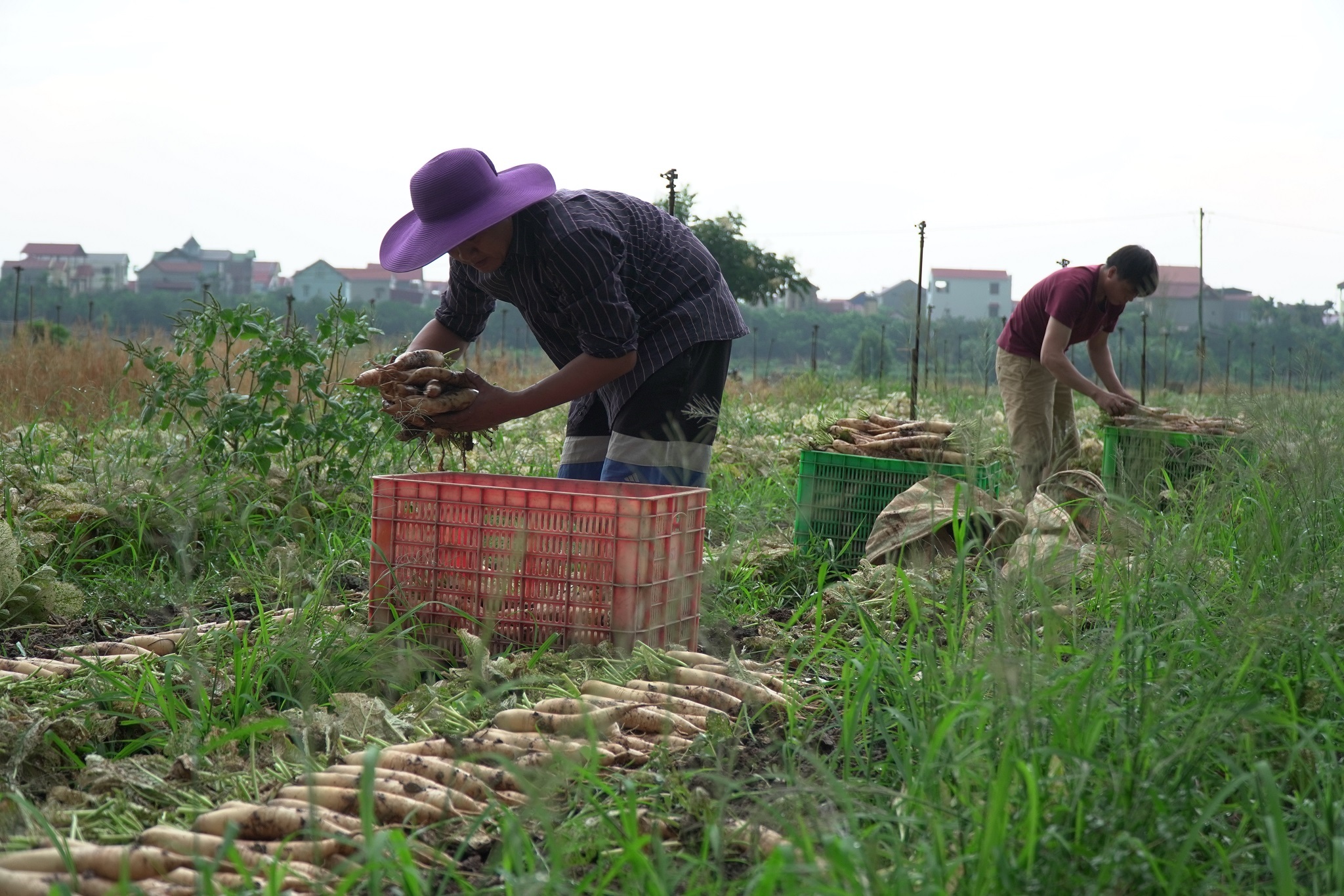 Hà Nội: Sinh vật bé bằng đầu tăm gây "đại họa" cho người dân ở Mê Linh