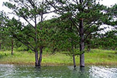 Hàng ngàn cây thông Đà Lạt đang “chết đứng” 