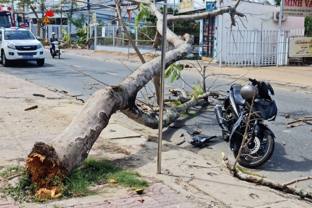 Hai người bị cây đè trên đường về quê ăn Tết - 1 Hai người bị cây đè trên đường về quê ăn Tết - 1