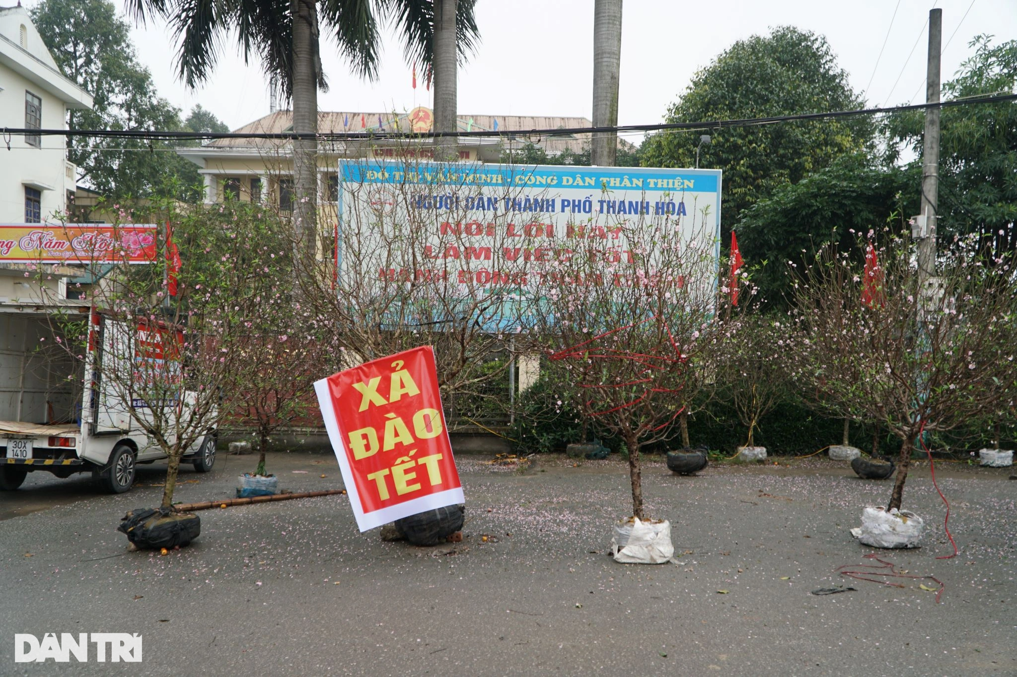 Vendiendo plantas ornamentales para el Tet, algunos pierden 500 millones de dongs, otros talan los árboles - 11 Buôn cây cảnh Tết, người lỗ nửa tỷ đồng, người chặt bỏ cây - 11