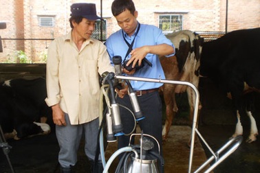 Mô hình mới phát triển ngành chăn nuôi bò sữa
