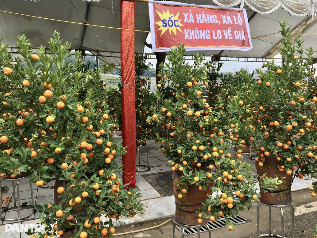 Hoa bán chậm nhiều tiểu thương chợ Xuân Lào Cai hạ giá để về quê ăn Tết - 4 Hoa bán chậm nhiều tiểu thương chợ Xuân Lào Cai hạ giá để về quê ăn Tết - 4