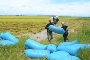 Nông dân đổi đời nhờ giống gạo ngon nhất thế giới trồng dưới chân núi lửa
