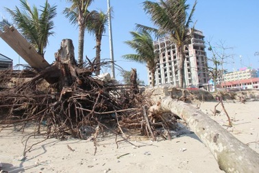 Bãi biển đẹp nhất xứ Thanh bị xâm thực nghiêm trọng