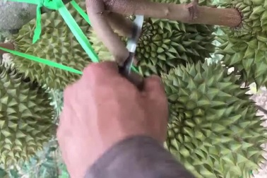 Cảnh thu hoạch sầu riêng ở Việt Nam khiến nhiều người xem "giật thót tim"