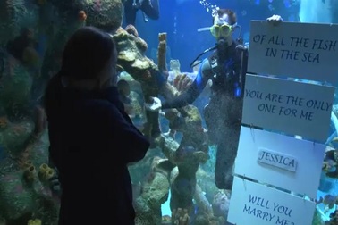 Cầu hôn trong bể cá mập