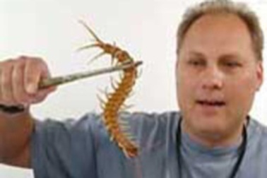 Con rết to chưa từng thấy