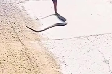 Rắn hổ mang phản ứng dữ dội khi suýt bị xe máy cán trúng