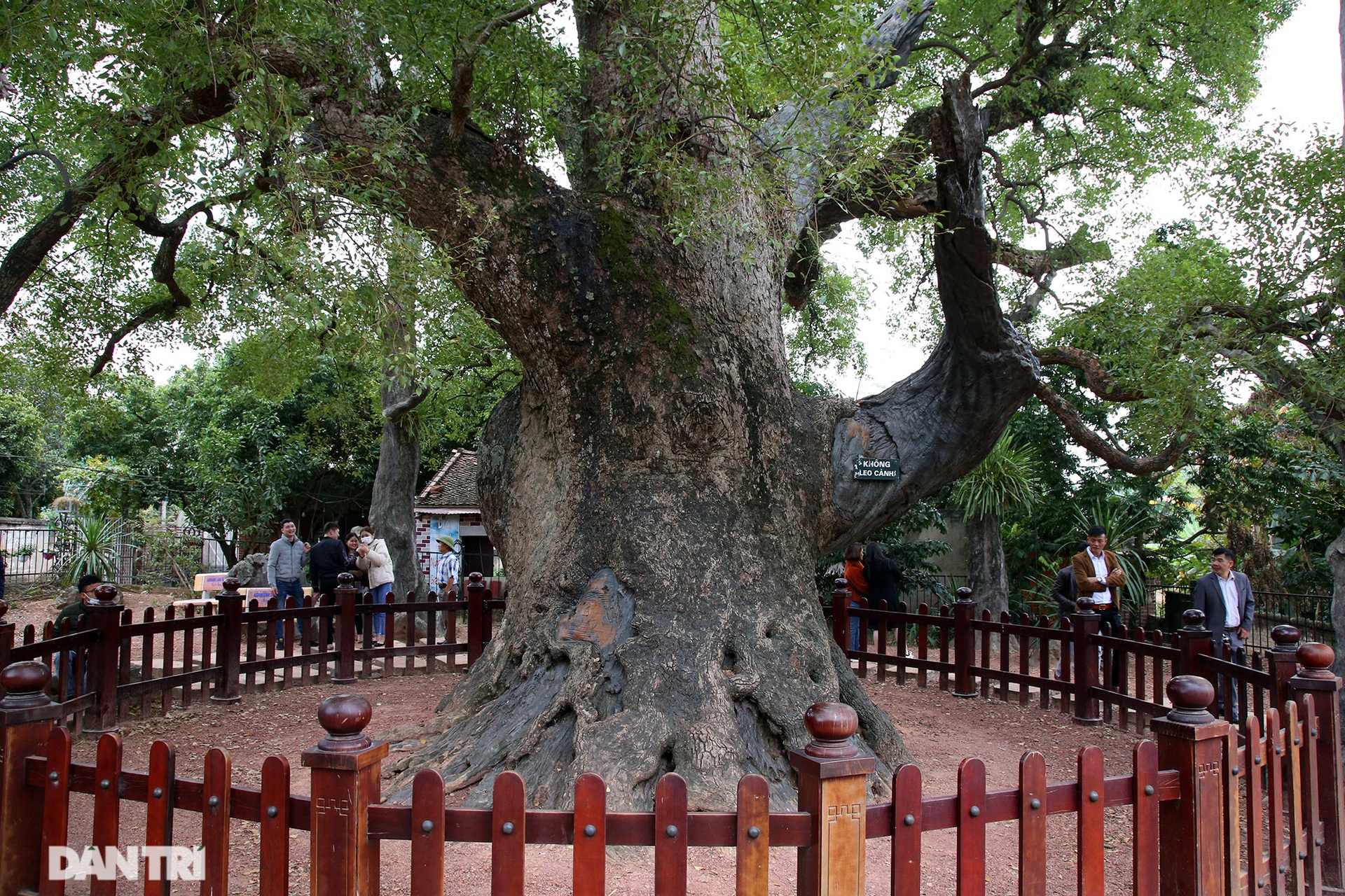 Vô giá những cây đại thụ nghìn năm tuổi ở Bắc Bộ - 12 Vô giá những cây đại thụ nghìn năm tuổi ở Bắc Bộ - 12