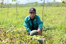 Dưa hấu mất mùa, trượt giá khiến người trồng "đứt ruột" vì thua lỗ