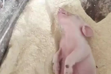 Bật cười trước hình ảnh chú lợn con ngủ say như chết