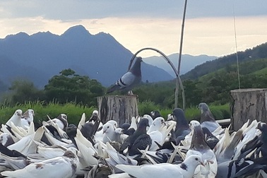 Nuôi chơi chơi bồ câu lai Pháp, nhẹ nhàng bỏ túi gần 5 triệu/tháng