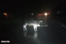 Trâu đứng giữa đường trong mưa lớn, nhiều tài xế giật mình