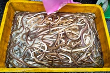 Đặc sản chỉ có trong lũ đầu mùa, dân chong đèn vớt kiếm tiền triệu mỗi đêm