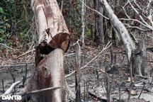 Liên tục bị mất rừng, Tỉnh ủy Phú Yên chỉ đạo kiểm tra xử lý nghiêm cán bộ