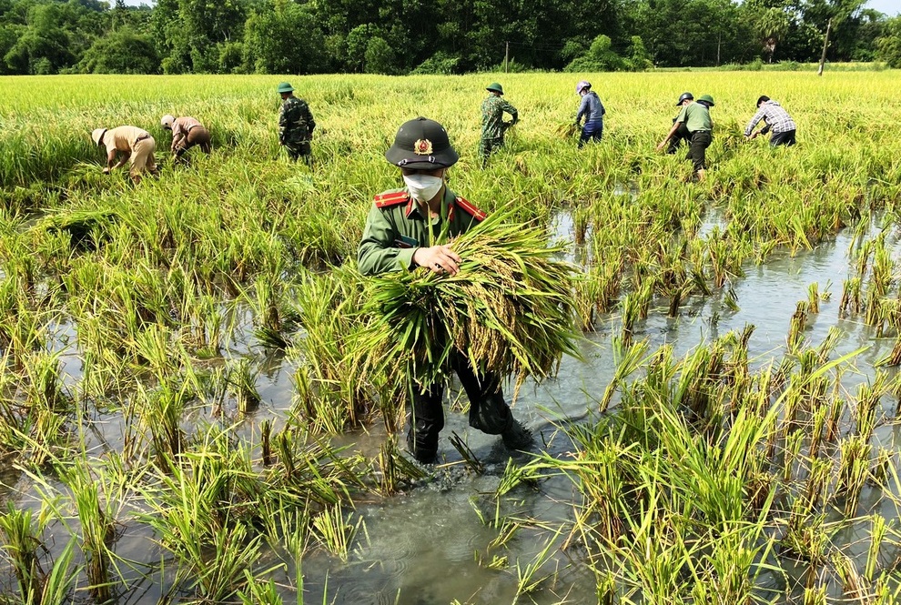 Công an giúp dân đang bị cách ly gặt lúa chạy bão - 1 Công an giúp dân đang bị cách ly gặt lúa chạy bão - 1