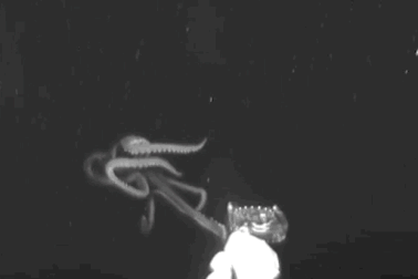 Video thực tế loài "quái vật" khổng lồ trong lòng đại dương