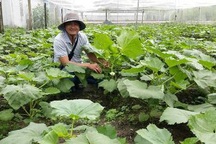 Bỏ việc ngân hàng lương cao về trồng rau "5 không" lãi 100 triệu/tháng