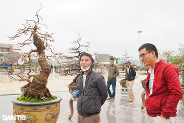 Ngắm những gốc mai Tết dáng độc, giá tiền tỷ ở "thủ phủ" mai vàng Bình Định