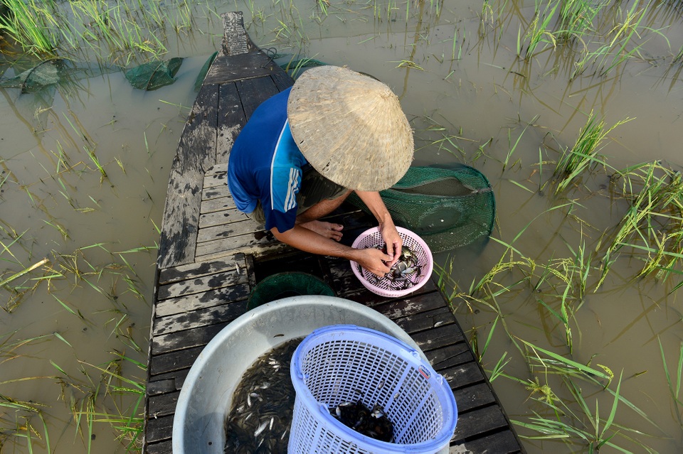 Nông dân miền Tây chật vật mưu sinh mùa nước lũ - 7 Nông dân miền Tây chật vật mưu sinh mùa nước lũ - 7