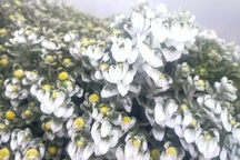 Hoa băng tuyết trên đỉnh Fansipan