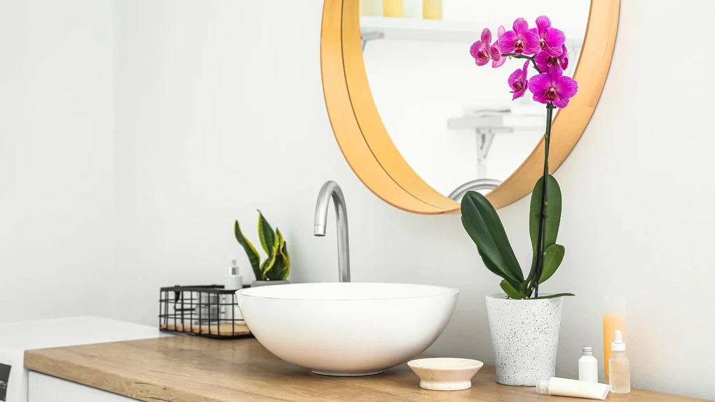 6 loại cây hút ẩm tốt thích hợp để trồng trong phòng tắm - 6 6 loại cây hút ẩm tốt thích hợp để trồng trong phòng tắm - 6