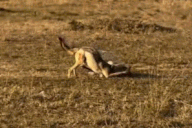 Số phận bi thảm của linh dương non vừa chào đời