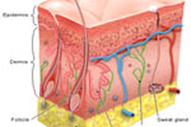 Ngân hàng da đầu tiên trên thế giới