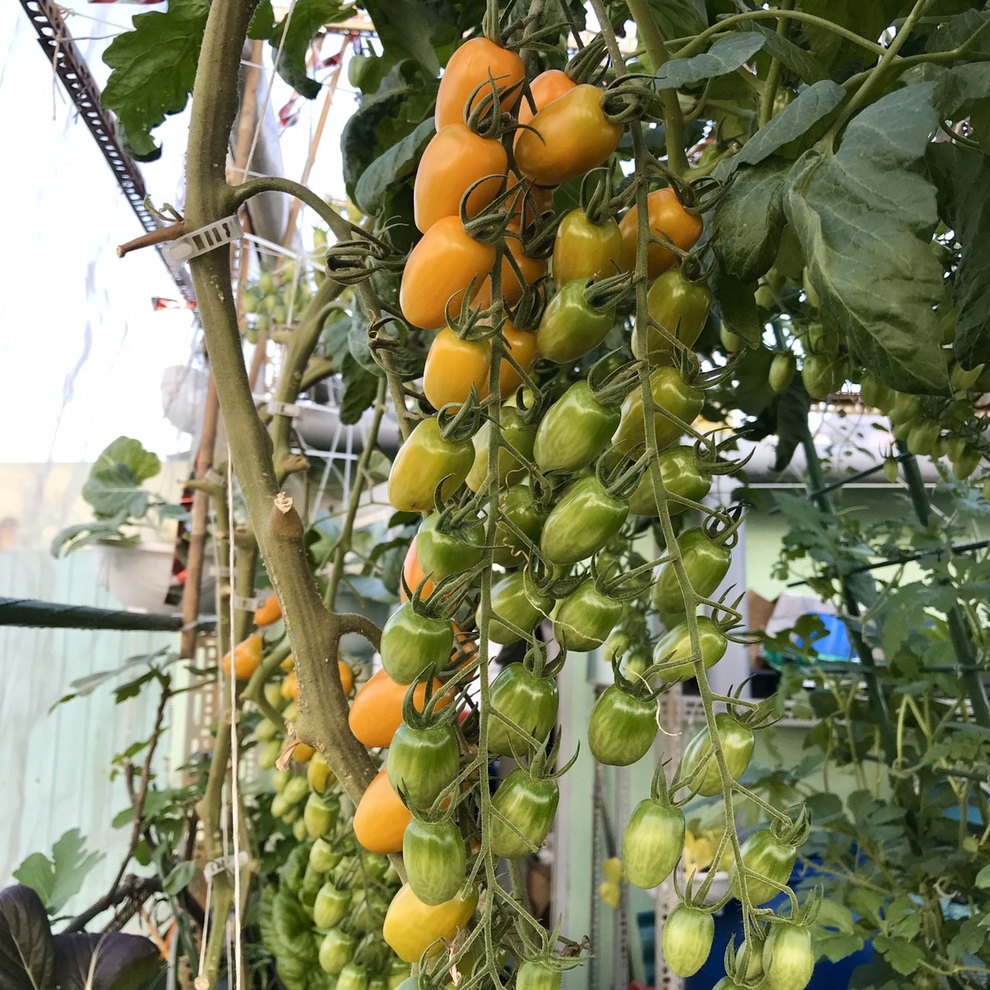 Kinh nghiệm trồng cà chua sai trĩu trên sân thượng của nữ gia chủ Đà Nẵng - 3 Kinh nghiệm trồng cà chua sai trĩu trên sân thượng của nữ gia chủ Đà Nẵng - 3