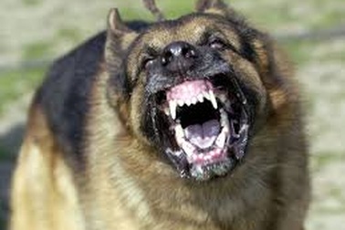 Nên làm gì khi bất ngờ bị chó dữ tấn công?
