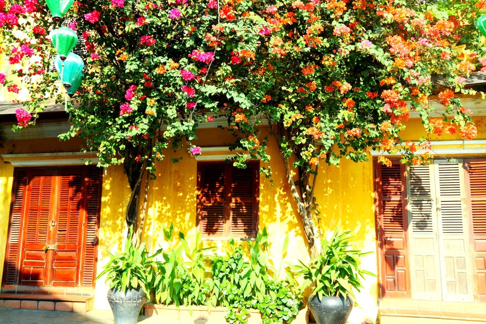 Hoa giấy rực rỡ phố cổ Hội An giữa mùa dịch Covid-19 - 1