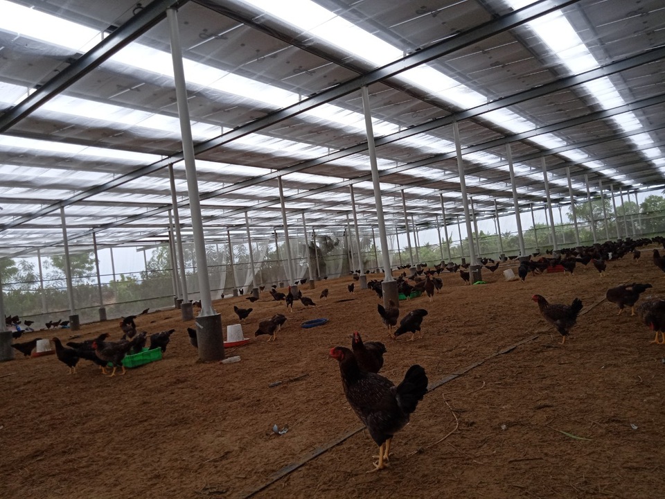 Bất thường chuyện hộ dân không bán được điện áp mái vì thiếu tấm lợp - 3 Bất thường chuyện hộ dân không bán được điện áp mái vì thiếu tấm lợp - 3