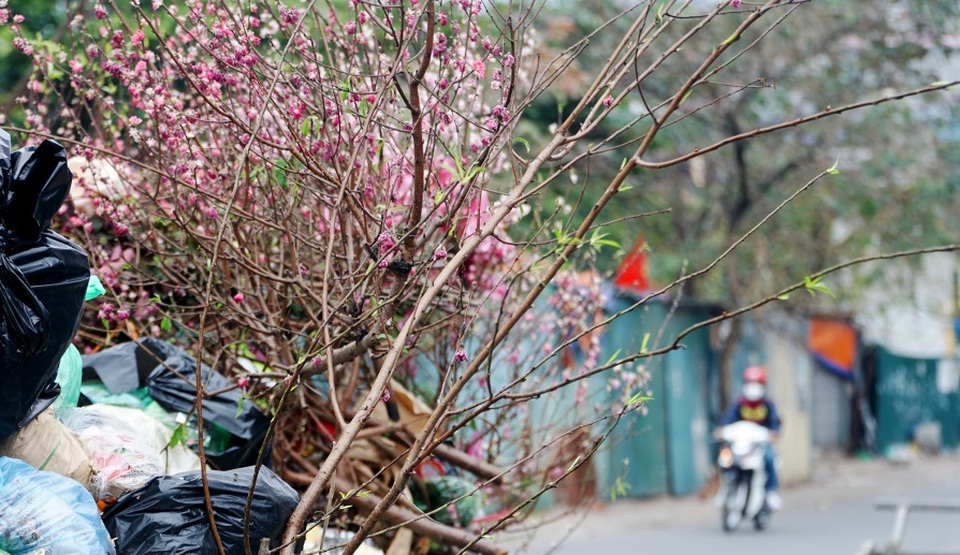 Đào Tết, quất cảnh phơi mình héo úa sau dịp Tết - 1 Đào Tết, quất cảnh phơi mình héo úa sau dịp Tết - 1