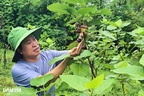 Người đàn ông thành công với sung Mỹ, đưa giống cây miền Nam "Bắc tiến"